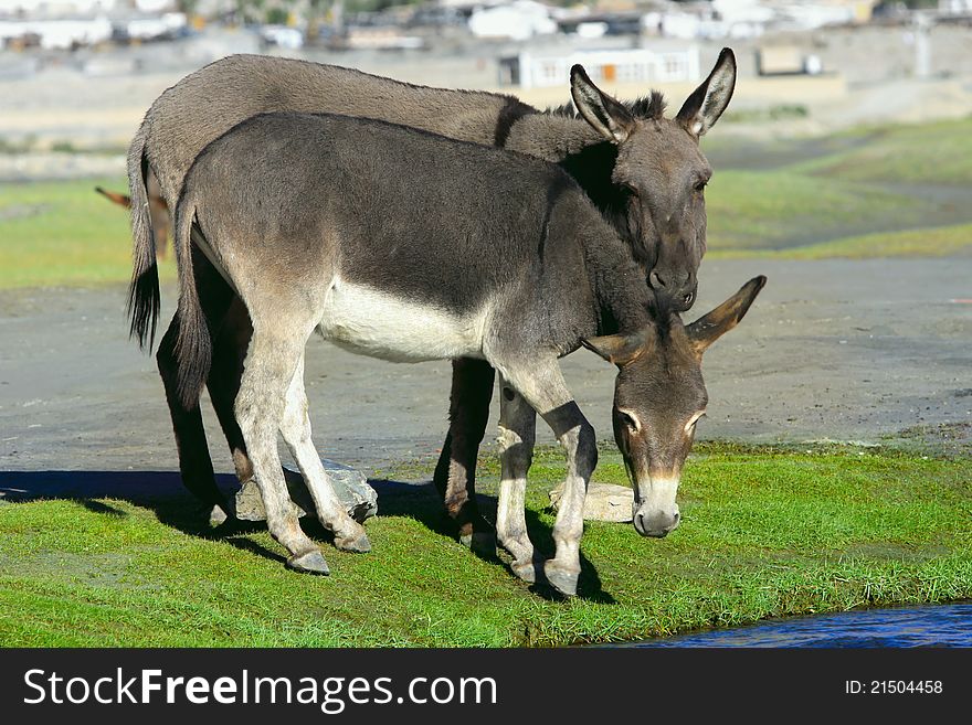 Couple of charming donkeys have come to the river on a watering place. Couple of charming donkeys have come to the river on a watering place