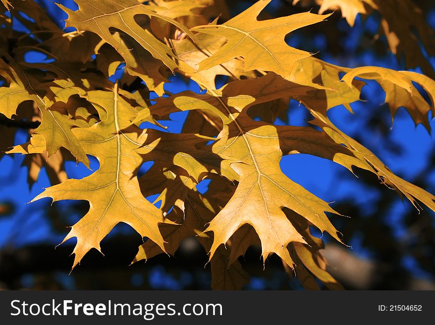 Photo of autumn maple tree