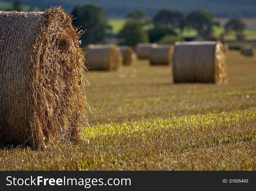 Rolls of hay in a farmer's field. Rolls of hay in a farmer's field.