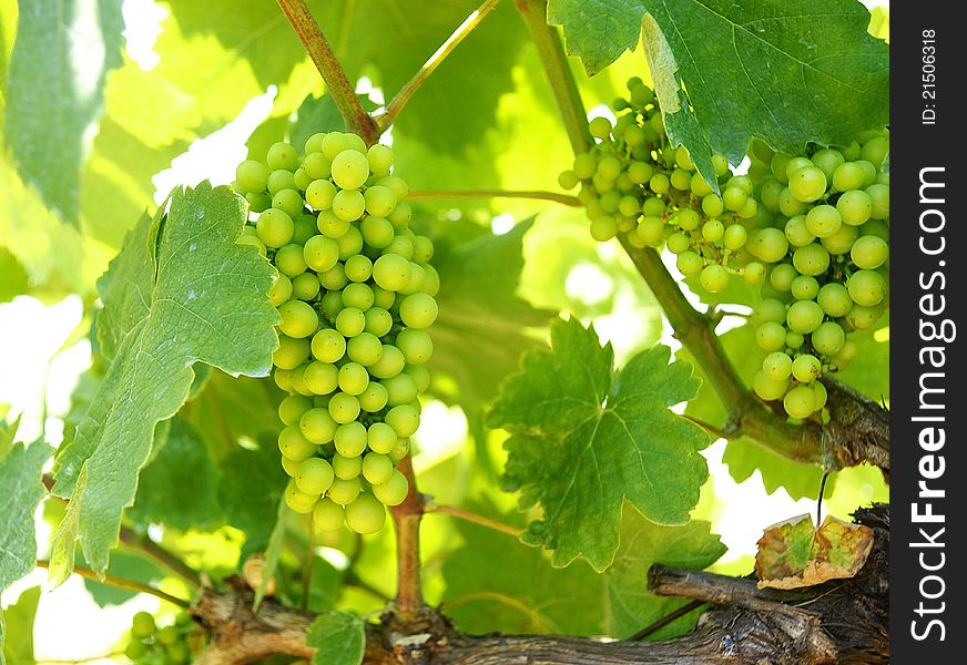 Vineyard with clusters of grapes.