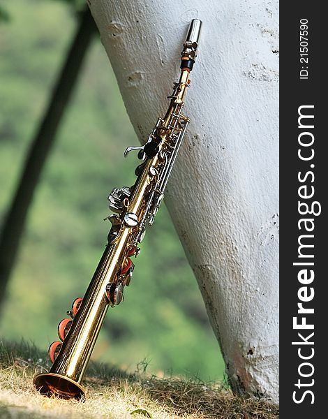 The Saxophone against the trunk of a tree