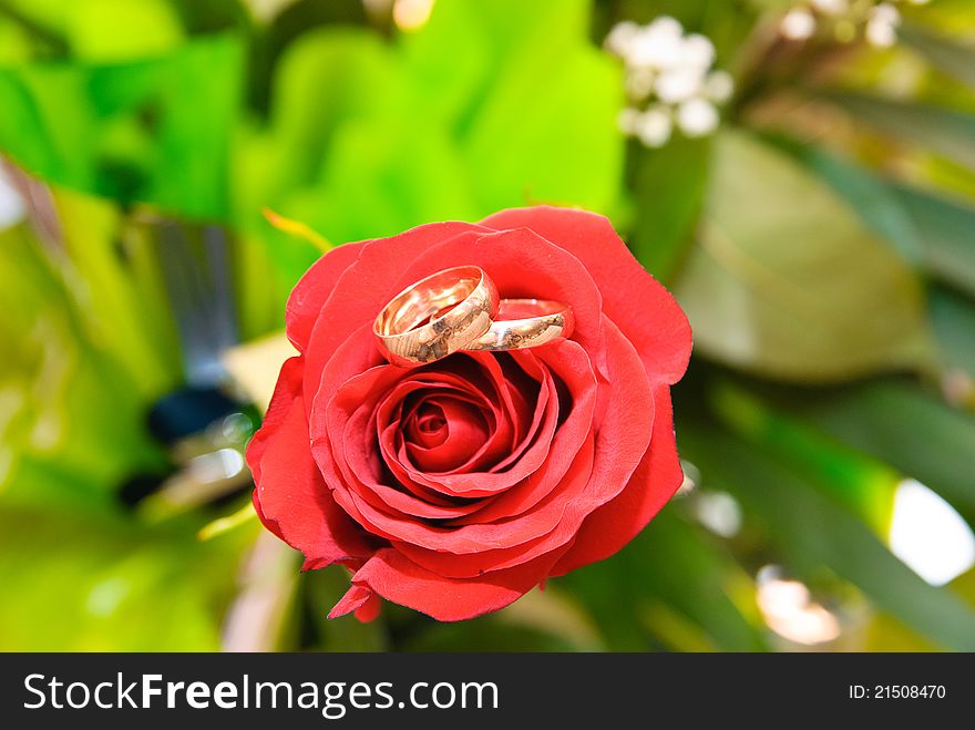 Wedding rings on a red rose. Wedding rings on a red rose