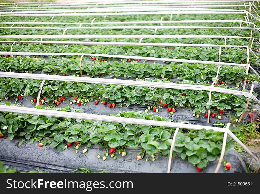 Greenhouse For Strawberries