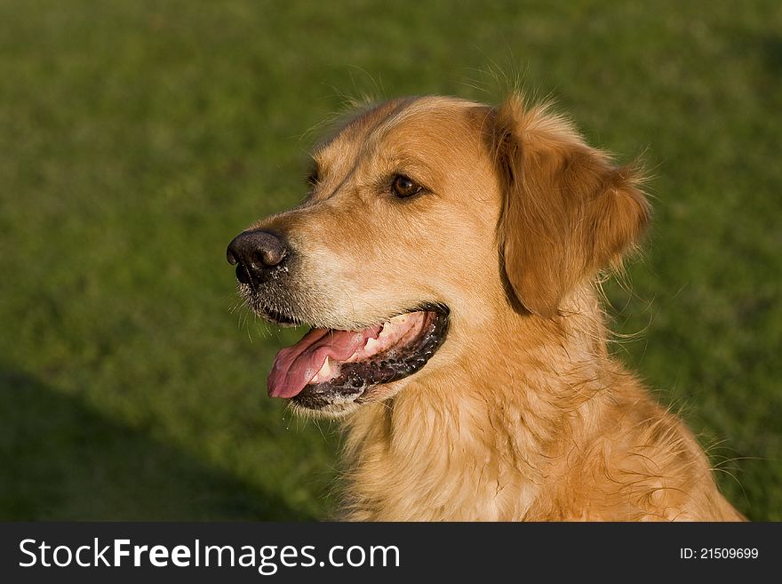 Beautiful Golden Retrieve gundog portrait. Beautiful Golden Retrieve gundog portrait