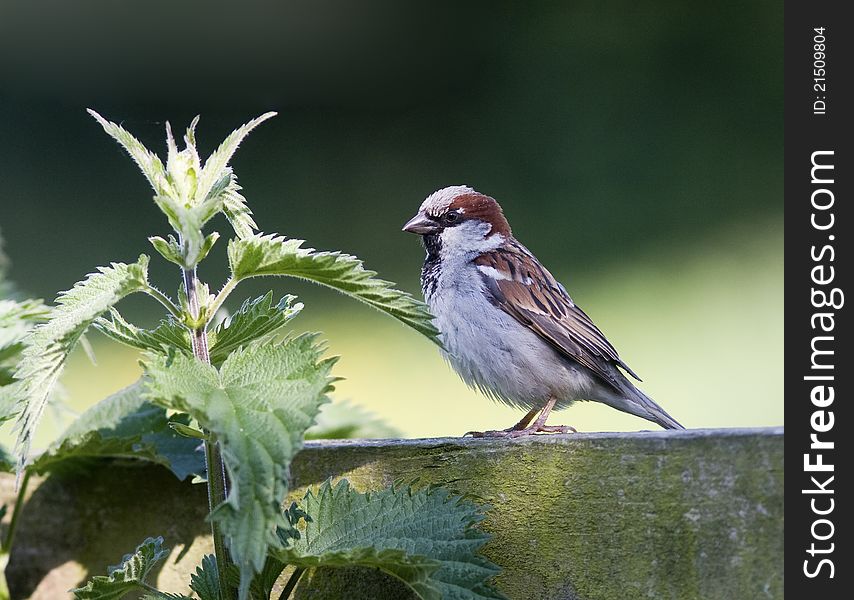 Brown Sparrow Bird