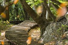 Steps In Forest Stock Photos Steps In Forest Stock Photos