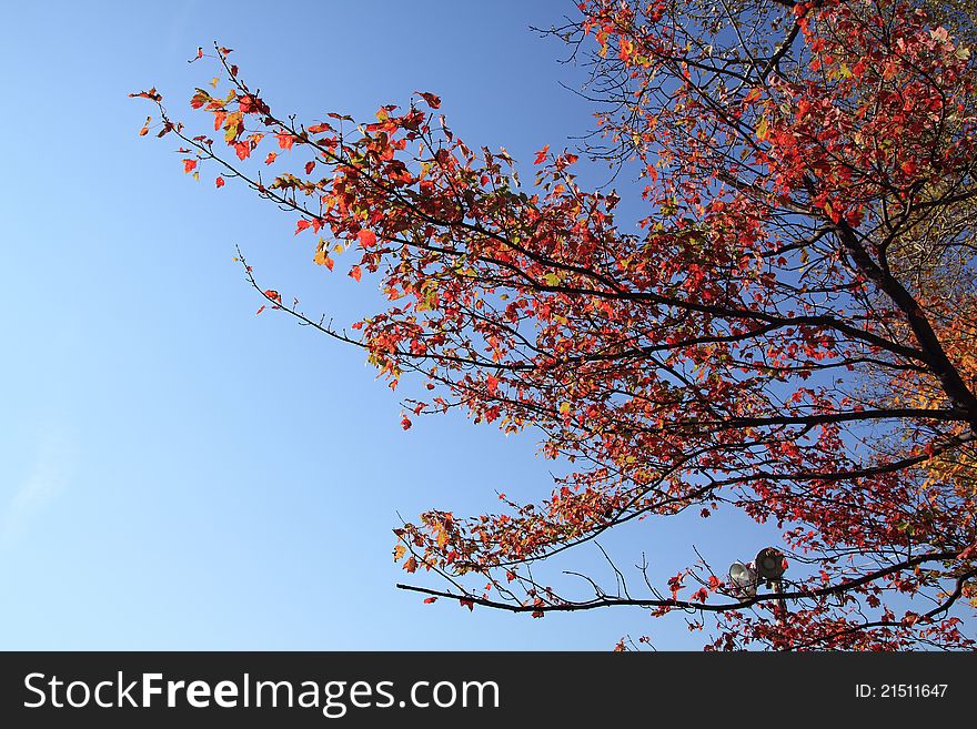 Autumn red branch over blue sky