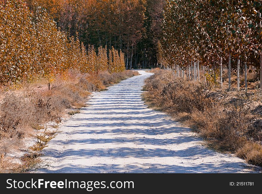 Road between poplar in Fuente Vaqueros, Andalusia, Granada, Spain