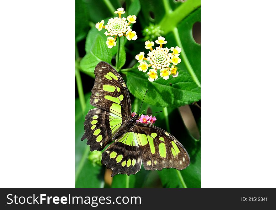 A flower in the gardens attracts a hungry malachite butterfly to its nectar.