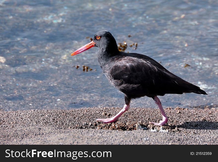 An Oystercatcher walks the coastline in search for food. An Oystercatcher walks the coastline in search for food.