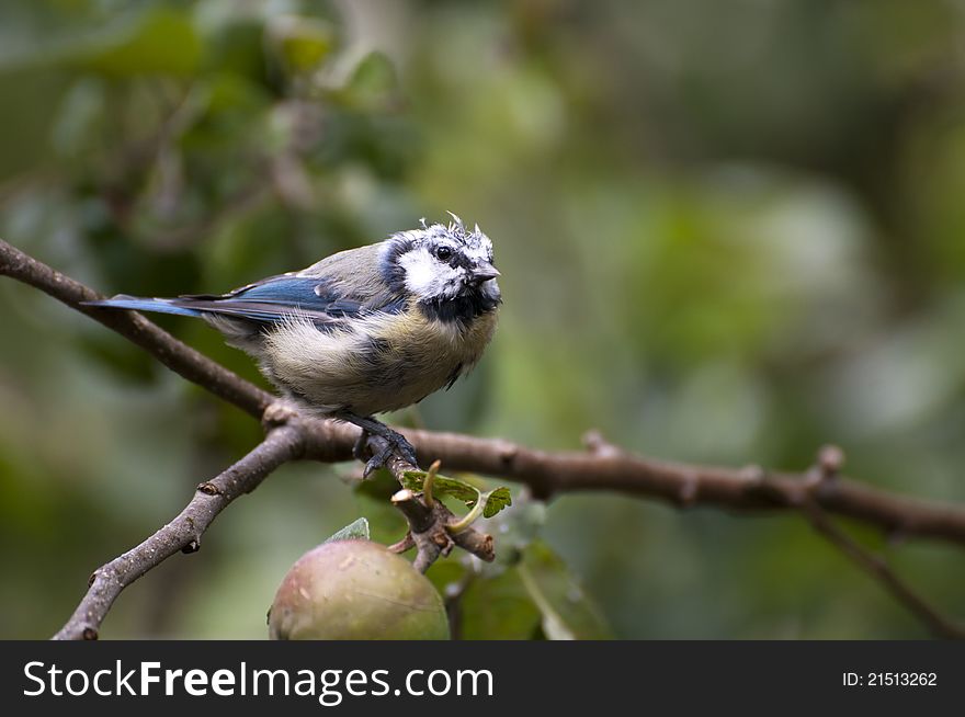 A wet Bluetit int he rain perched on an apple tree. A wet Bluetit int he rain perched on an apple tree.