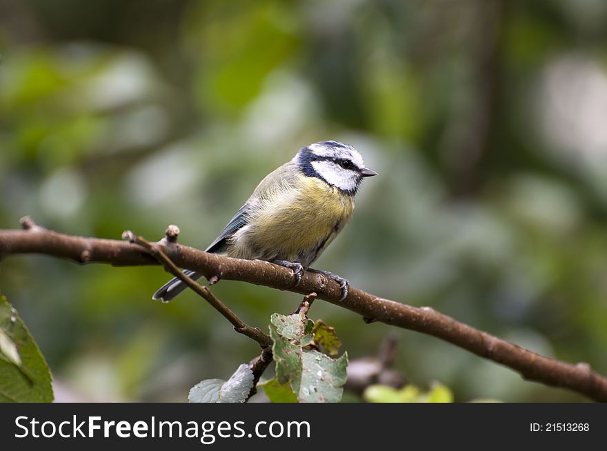 Bluetit on a perch.