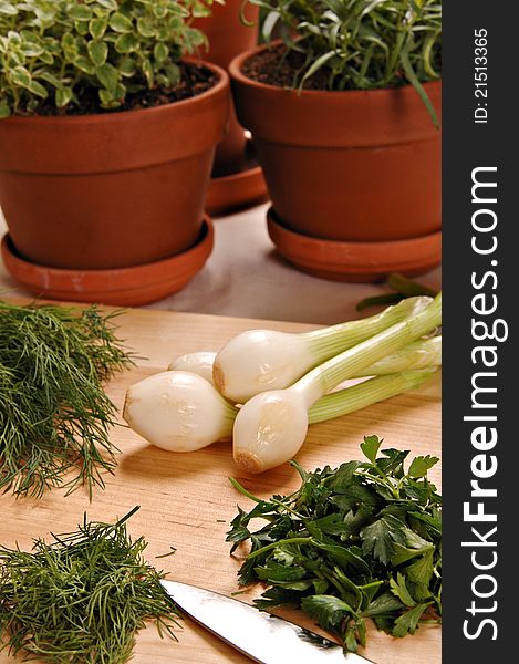 Bunches of fresh green onions, dill and parsley lay on the table in front of 3 terra cotta pots of fresh herb plants. Bunches of fresh green onions, dill and parsley lay on the table in front of 3 terra cotta pots of fresh herb plants.