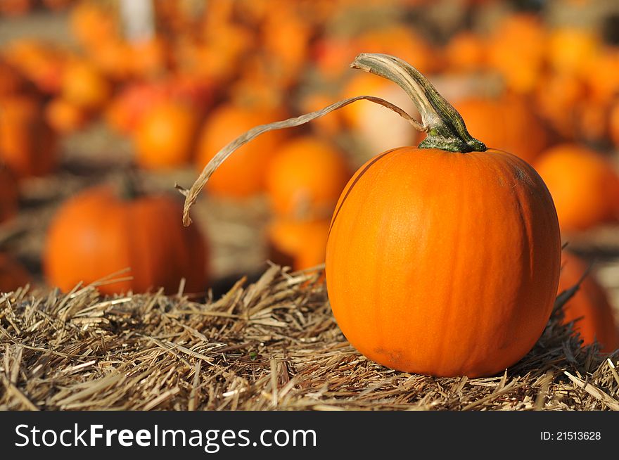 A single pumpkin sits on hey in front of many other pumpkins. A single pumpkin sits on hey in front of many other pumpkins