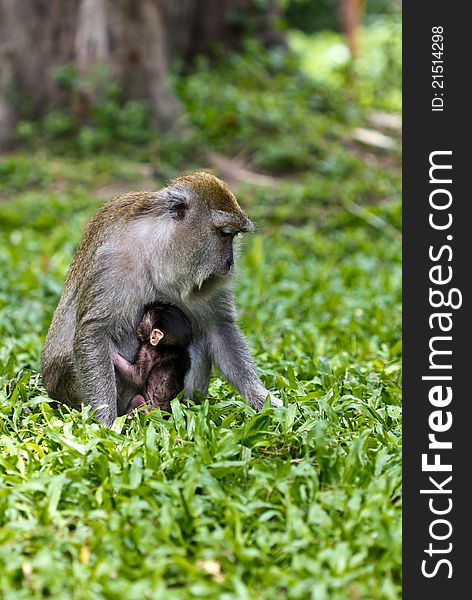 An adult female macaque monkey collecting food with her baby in a town park in songkhla thailand. An adult female macaque monkey collecting food with her baby in a town park in songkhla thailand