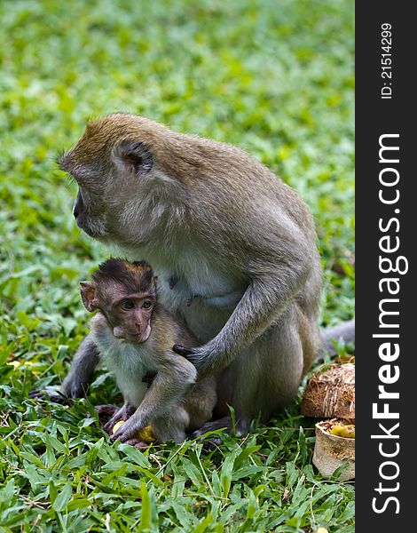An adult female macaque monkey collecting food with her baby in a town park in songkhla thailand. An adult female macaque monkey collecting food with her baby in a town park in songkhla thailand