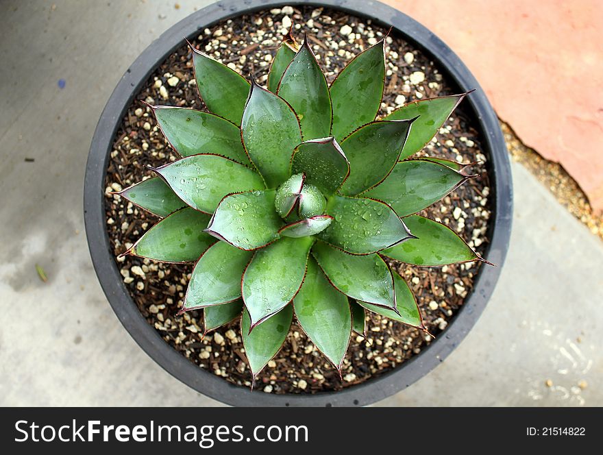 Gold Blush Agave