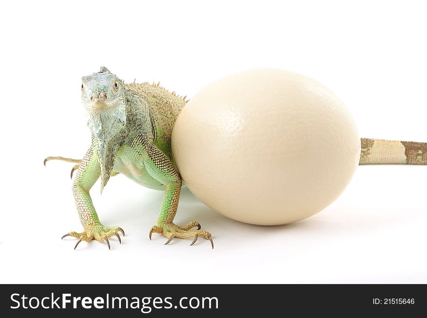 One green iguana and ostrich egg