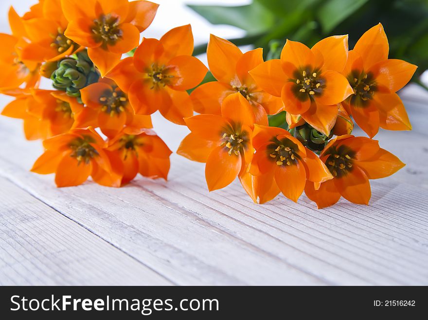 Branch of freesia orange on the table