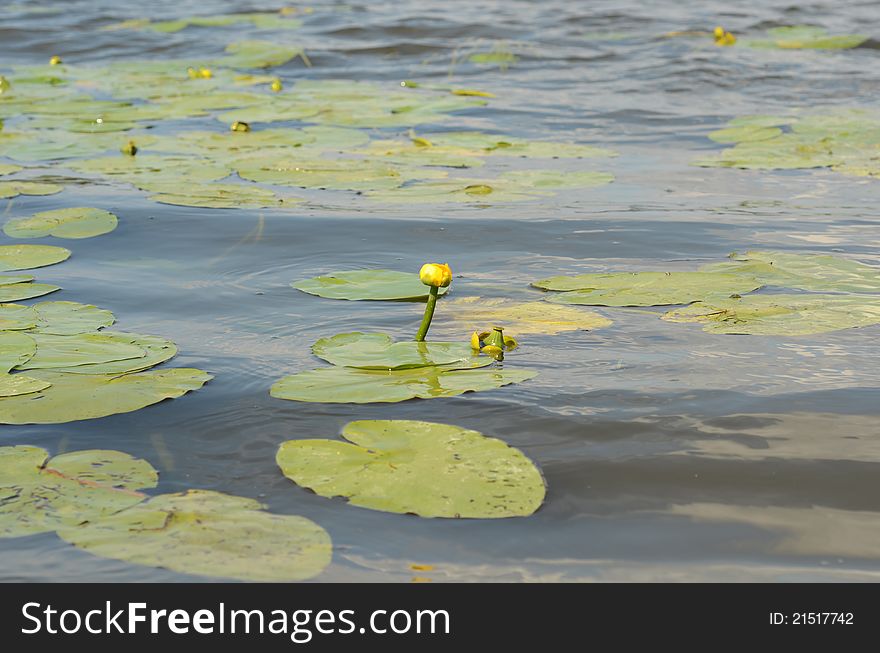 Yellow flowers of a lily and leafs shake on a river waves