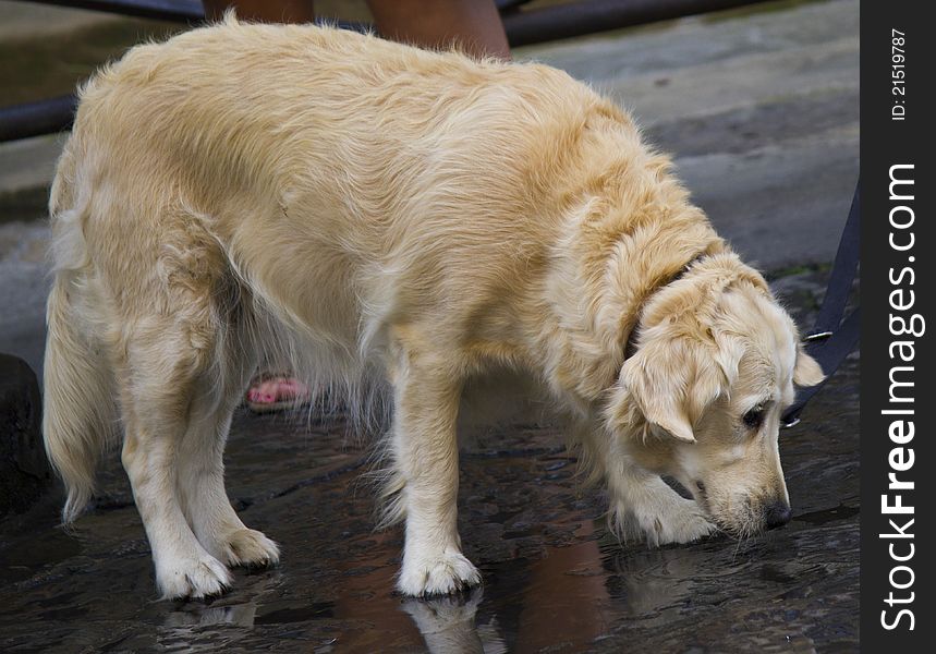 Beautiful labrador dog licking water on anonymous street