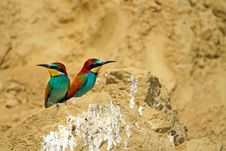 Bee-eaters Royalty Free Stock Photography Bee-eaters Royalty Free Stock Photography