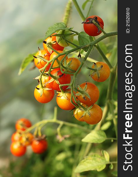 Ripe and unripe cherry tomatoes on a branch.