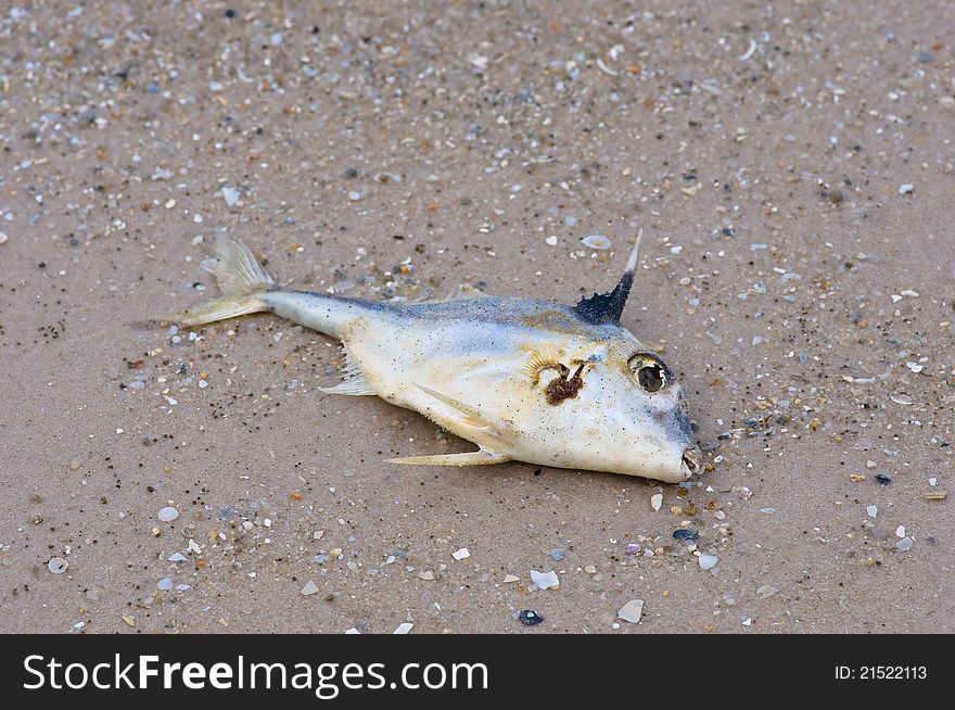 Dry Fish On The Beach