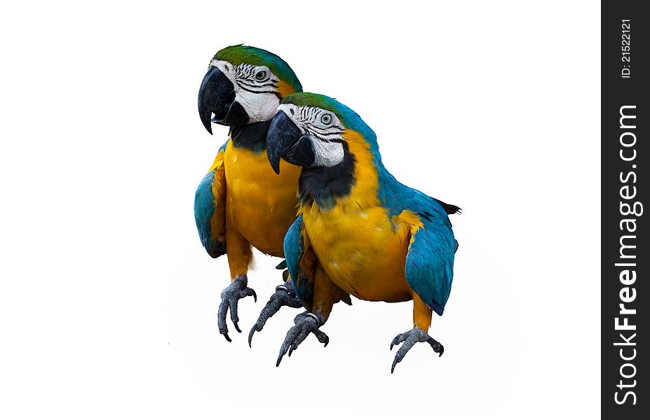 Couplues Of Blue Macaw