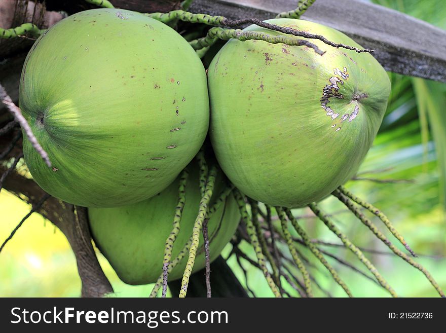 Coconuts on the tree in the groves