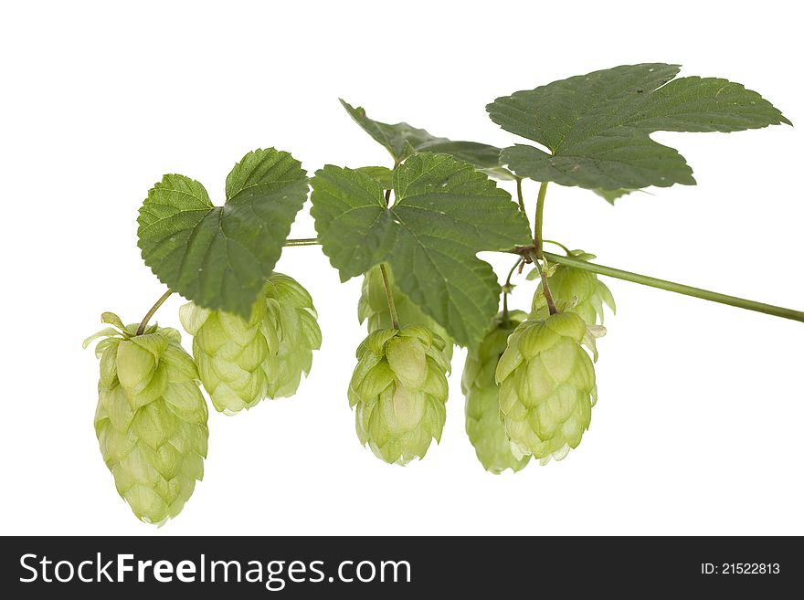 Fresh hop's cones with green leaf on stem