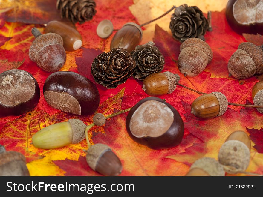 Acorn and chestnut on leaf autumn as background