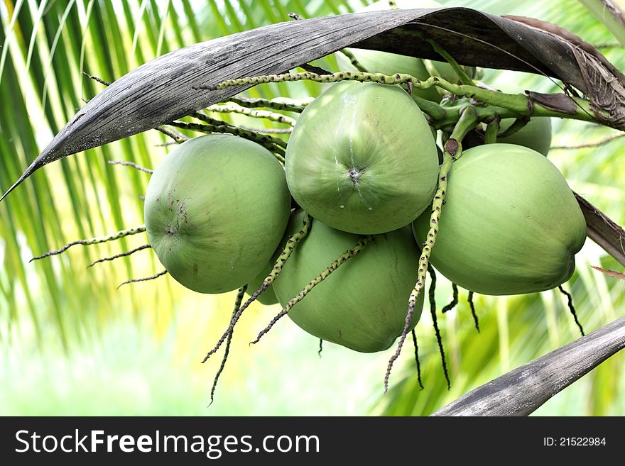 Coconuts on the tree in the groves