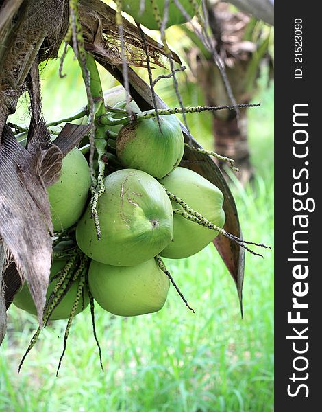 Coconuts on the tree in the groves