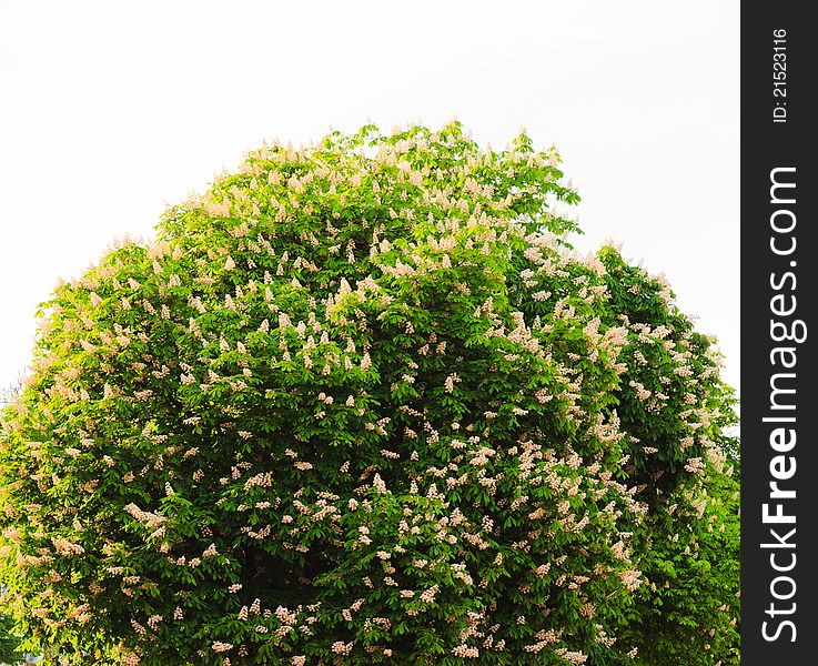 Branches of chestnut tree with white flowers on white background. Branches of chestnut tree with white flowers on white background