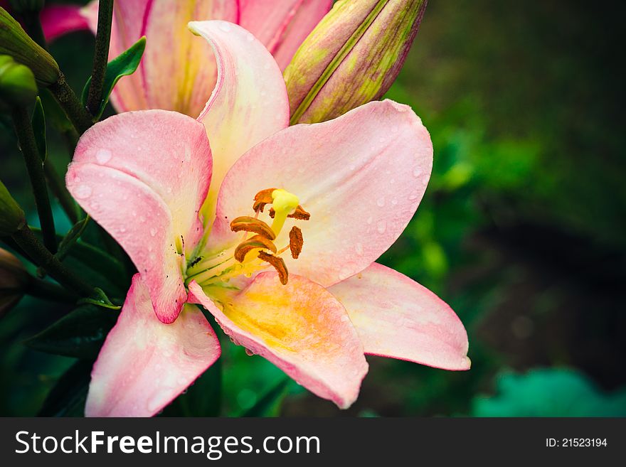 Pink Lily Flowers