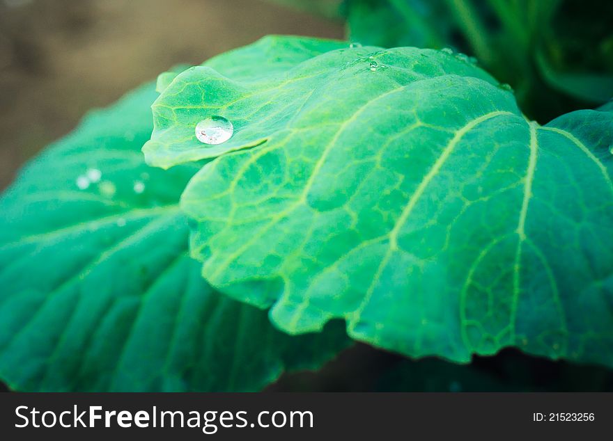 Water drops on green plant. Water drops on green plant