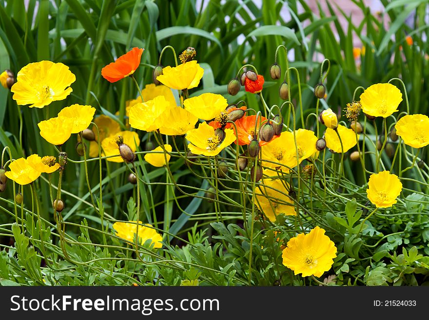 Yellow poppies blooming in the background of green grass