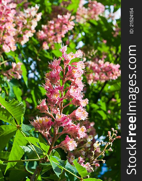 Pink flowers decorative chestnut as a background