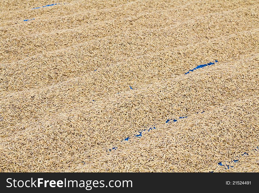 Paddy husk drying to reduce humidity. Paddy husk drying to reduce humidity