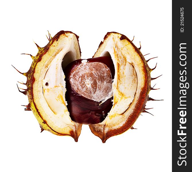 Chestnut in open husk isolated over white background. Chestnut in open husk isolated over white background.