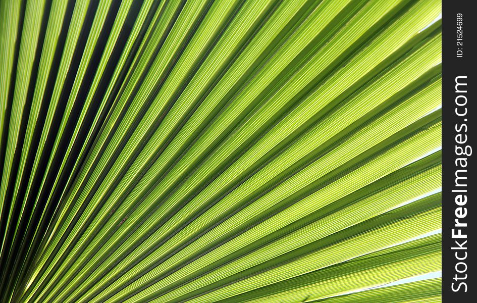 Green rays leaf tropical plant in a sunny day. Green rays leaf tropical plant in a sunny day