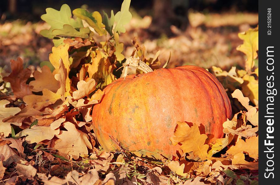 Ripe Orange Pumpkin in Foliage