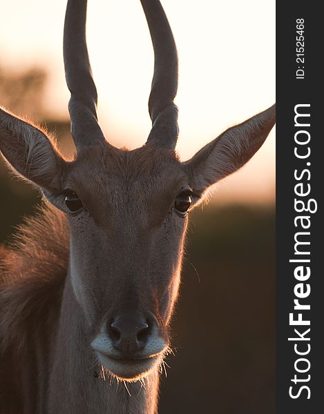 Tightly cropped photo of Eland cow head from the front with backlighting. Tightly cropped photo of Eland cow head from the front with backlighting