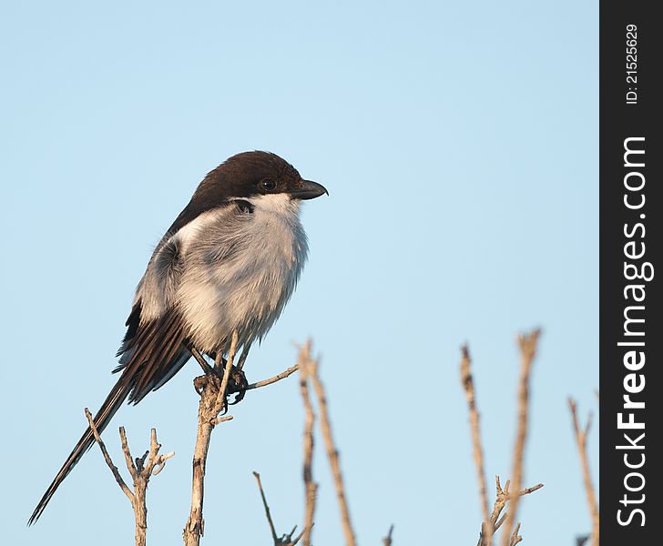 Small puffed up black and white Fiscal Flycatcher sitting on a dead branch