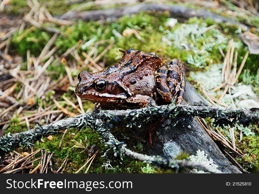 The brown frog is sitting on the forest ground. It is melting into the background. The brown frog is sitting on the forest ground. It is melting into the background.