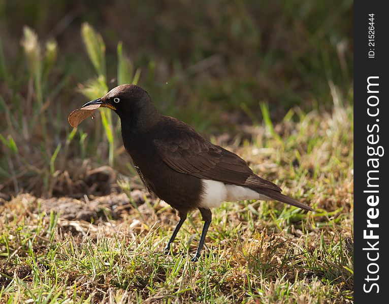 African Pied Starling with a leaf in its mouth on a lawn