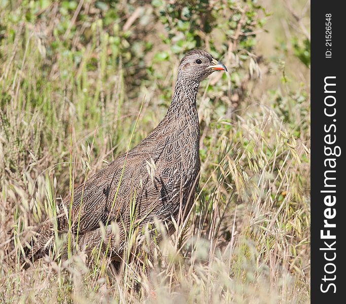 Single Cape Francolin from side in green grass