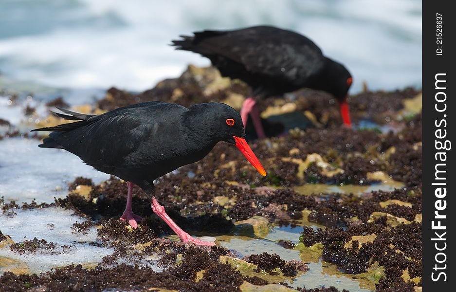 Pair of African Oystercatchers wading on a sea weed covered rock. Pair of African Oystercatchers wading on a sea weed covered rock