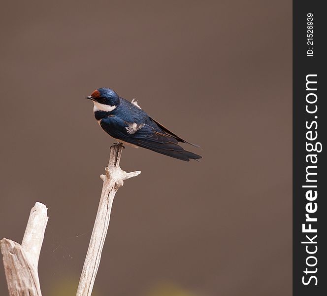 White throated swallow on a dead branch